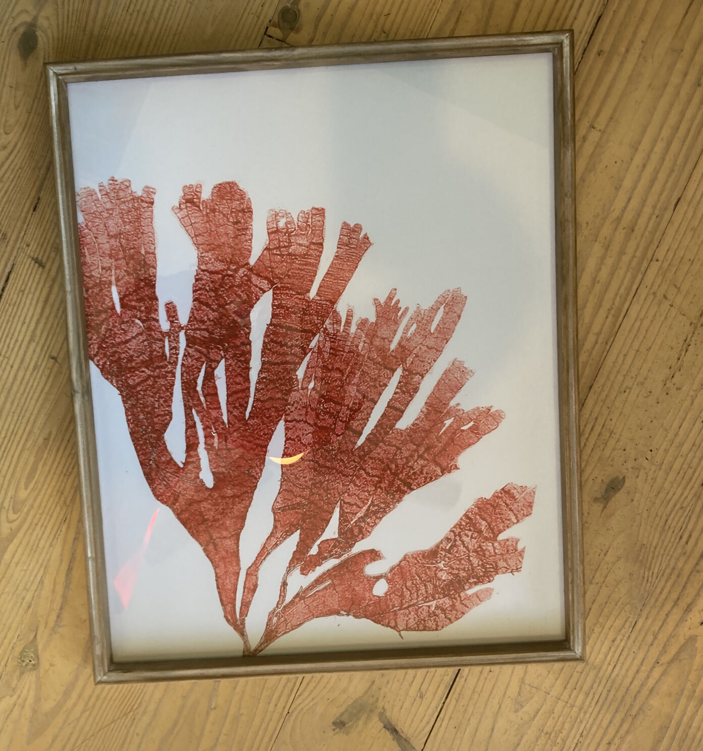 COOL SEA coral art nadeau.jpg